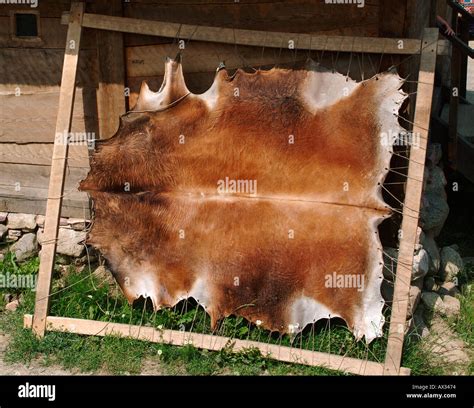 Animal hide skin hi-res stock photography and images - Alamy