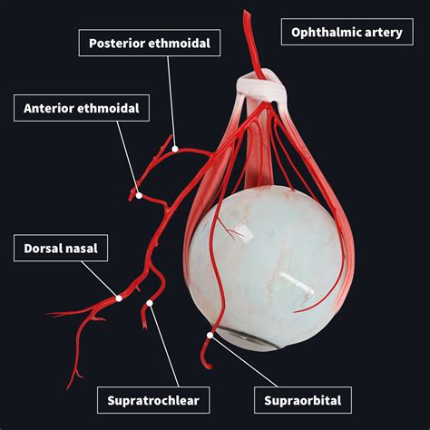 Vasculature of the eye | Complete Anatomy