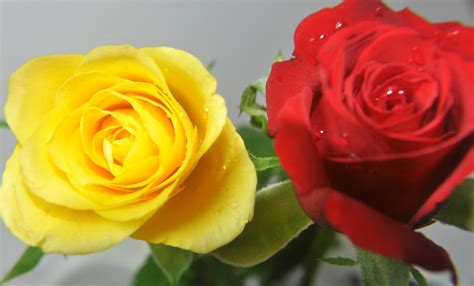 Free photo: Red and Yellow Roses - Bloom, Flower, Flowers - Free Download - Jooinn