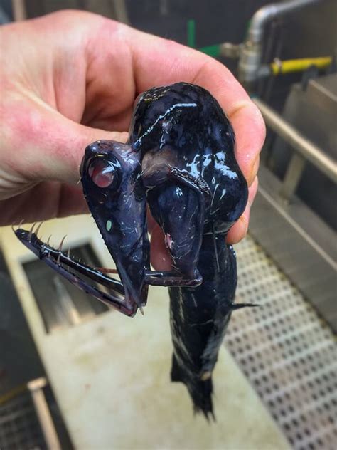 Photos of Alien-Like Fish Caught by Russian Deep Sea Fisherman – Design Swan