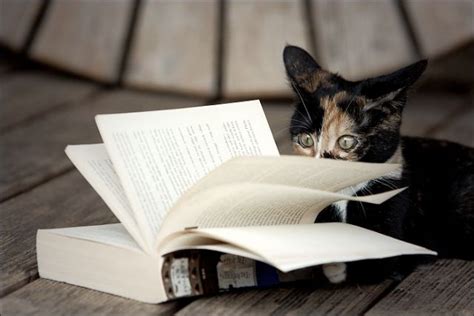 Cat Reading Books : 7 Images