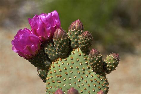 Beavertail Cactus In Flower, Found Only Photograph by David Wall