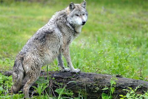 Liberan la décima camada de Lobo Gris Mexicano