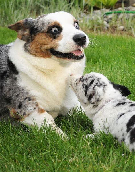 father and son blue heeler / corgi mix? | Cuteness | Pinterest