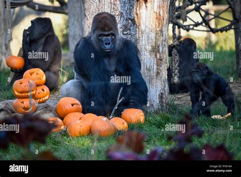 Gorilla kingdom london zoo hi-res stock photography and images - Alamy