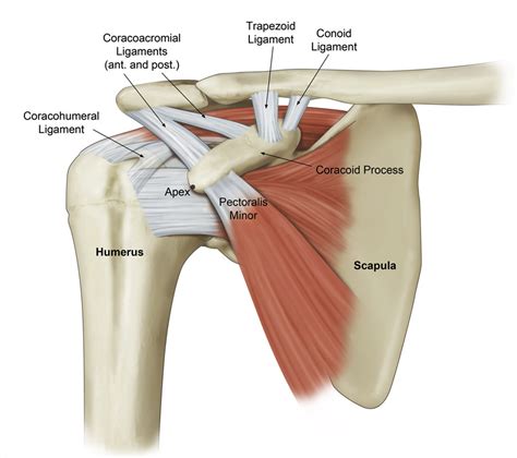 Quantitative Assessment of the Coracoacromial and the Coracoclavicular ...