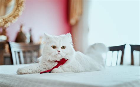 White Persian Cat Wallpaper Download For Desktop & Mobile