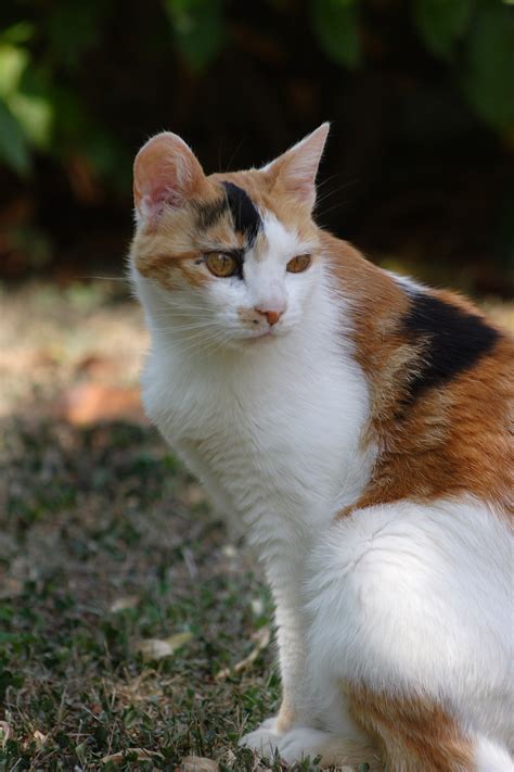 File:Minou calico cat.JPG