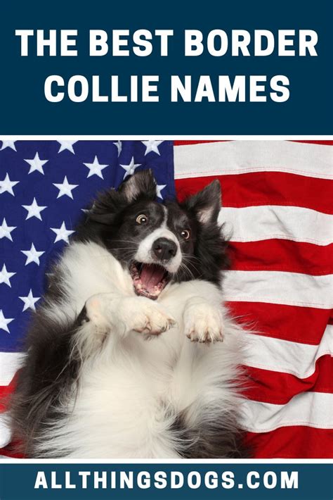 Border Collie Names | Border collie, Collie, Best dog names