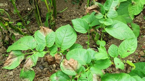 Recognise & Deal with Potato Blight - Growing Advice - Rocket Gardens