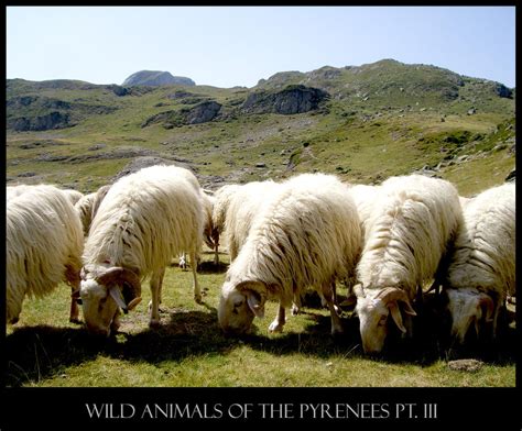 Wild animals of the Pyrenees 3 by KrisSimon on deviantART