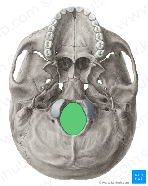 Foramen magnum | Kenhub