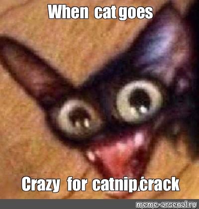 Мем: "When cat goes Crazy for catnip/crack" - Все шаблоны - Meme-arsenal.com