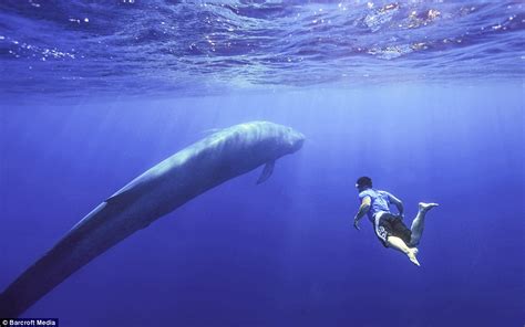 Blue whales in the Indian Ocean captured by drone camera off Sri Lanka ...