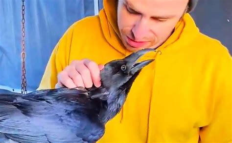 How To Get A Raven As A Pet? 5 Pros & Cons