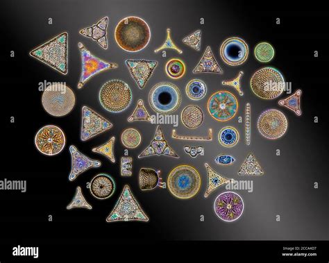 Fossil diatoms photomicrograph hi-res stock photography and images - Alamy