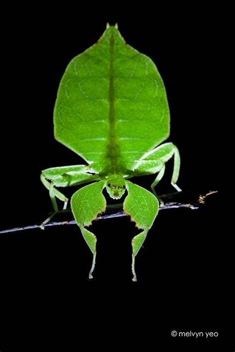 Leaf insect by melvynyeo on DeviantArt