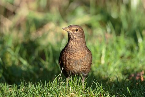 The Common Blackbird Female Stock Photo - Download Image Now - iStock