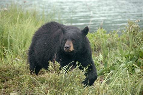 Alaska Bear Viewing Tours, Bear Watching in Katmai National Park Alaska