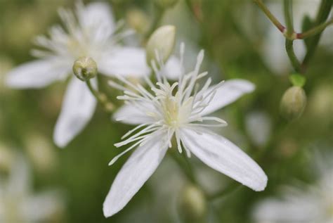 Be Careful With These 16 Invasive Plants | Invasive plants, Clematis plants, Clematis