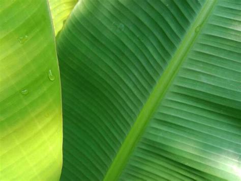 Banana Leaf Background Stock Photos, Images and Backgrounds for Free Download