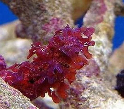 Red Algae | Tropical Fish Keeping