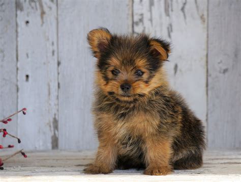 Yorkshire Terrier/Pomeranian Mix Puppy For Sale Millersburg, OH Male ...