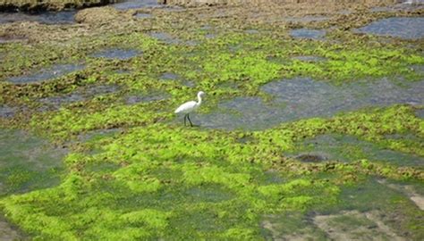 Types of Seagrass | Garden Guides