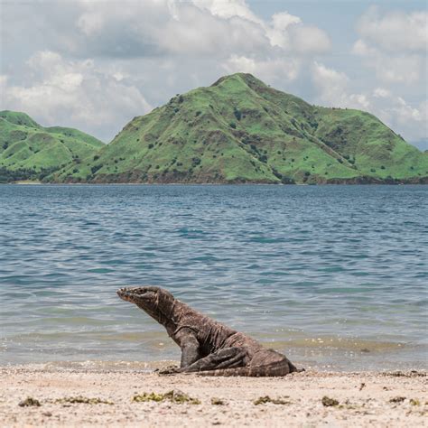 Unveiling The Enigmatic Beauty Of Komodo Island: A Geographical And ...