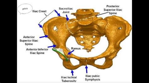 Pelvic Brim Muscles