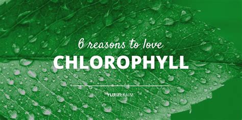 6 Massive Health Benefits of Chlorophyll You Should Want | Yuri Elkaim