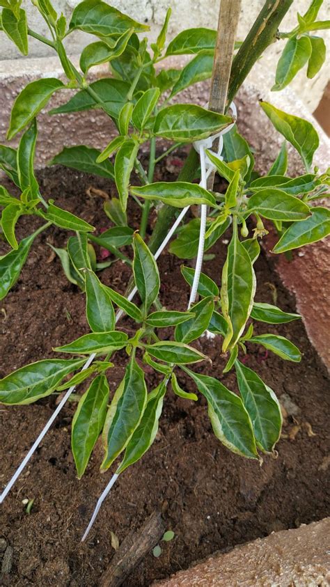 diagnosis - Pepper leaves curling - Gardening & Landscaping Stack Exchange