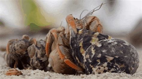 Hermit crabs line up in order of size to swap and upgrade shells with one another - Boing Boing