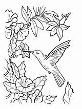 Hummingbird Coloring Pages Printable At GetColoringscom  Free sketch template