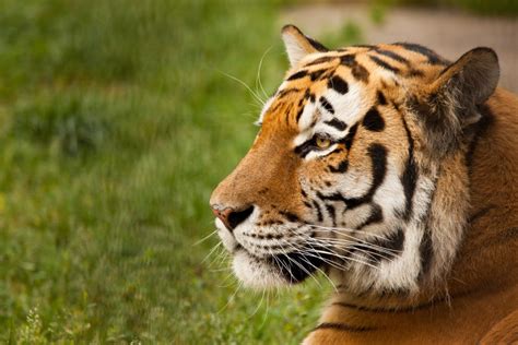 Rostislav Shilo Novosibirsk Zoo - Tourist Information Centre of ...