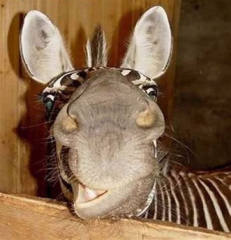 Laughing Zebras (25 pics)