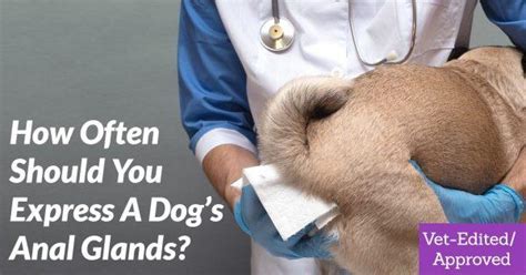 How Often Should You Express a Dog’s Anal Glands?