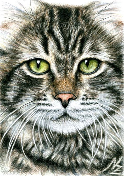 Animal Drawing Cat Nicolezeug 15 - Preview