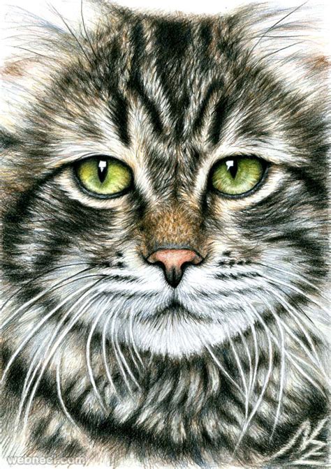 25 Beautiful and Realistic Animal Drawings around the world