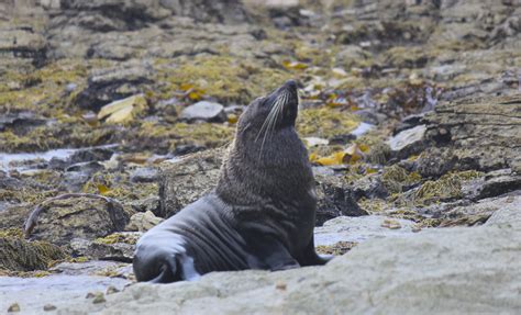 New Zealand Fur Seal, Kaikoura Peninsula Walrus, Peninsula, New Zealand, Seal, Fur, Animals ...