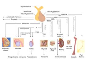 Hypothalamic Pituitary Hormones