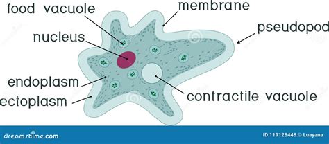 Amoeba Proteus With Single Nucleus. Chaos Diffluens. Unicellular ...