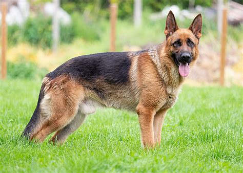 Stunning Compilation: Over 999 German Shepherd Images in Full 4K