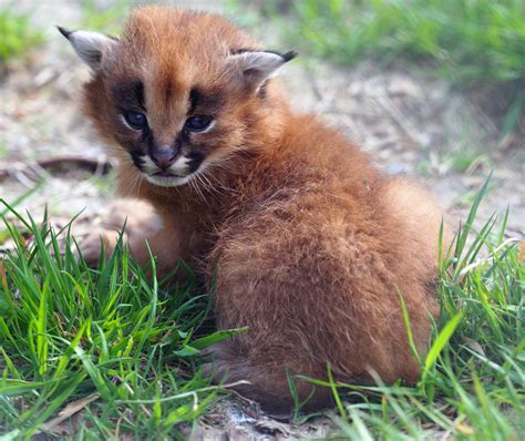 African wild cat kittens born at Devon zoo | The National