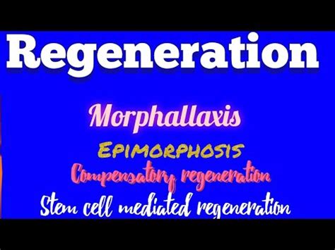 Regeneration | Epimorphosis | Morphallaxis | Compensatory regeneration ...