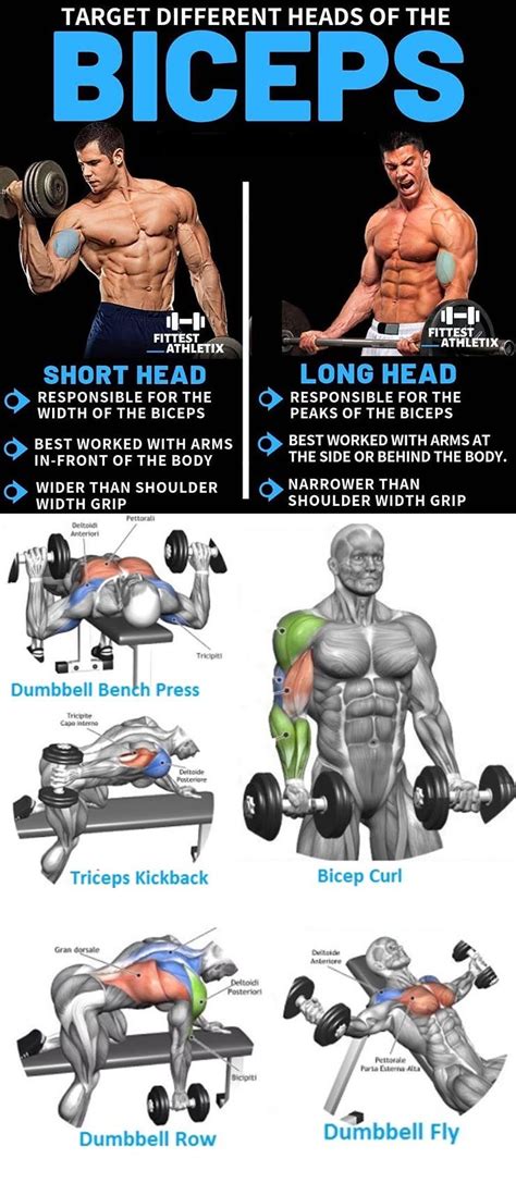 Biceps Exercises | Short Head | Long Head | Fitness training, Biceps, Gym workout tips