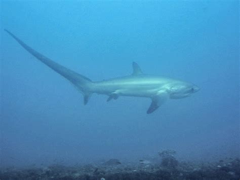 Thresher Shark Tail-Slap | California Academy of Sciences