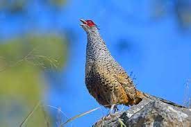 Cheer Pheasant Conservation in Himachal Pradesh - Himachal Tonite