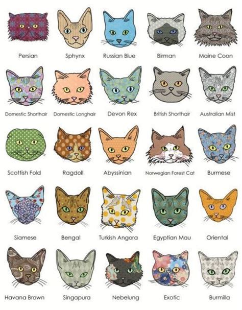 Different Cat Breeds With Pictures - Pets Lovers