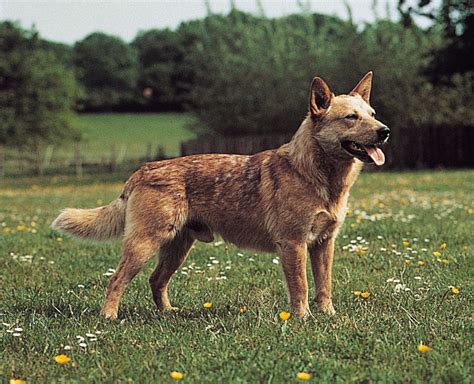 What To Do In Australia With Cattle Dogs